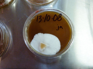 Culutre Mushroom Lab, Tofino