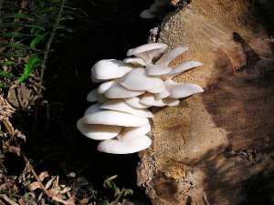 Oyster mushrooms, Sunshine Coast, BC, Canada