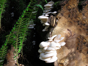 Oyster mushrooms, Sunshine Coast, BC, Canada