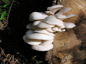Oyster mushrooms, Sunshine Coast, BC, Canada