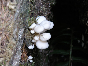 Oyster mushrooms, Sunshine Coast, BC, Canada