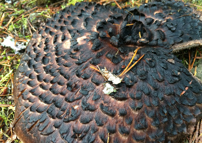 Hawk Wing, Sarcodon imbricatus, Sunshine Coast Mushrooms