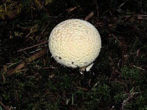 Amanita muscaria mushrooms, Sunshine Coast, BC, Canada