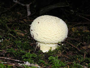 Amanita muscaria mushrooms, Sunshine Coast, BC, Canada