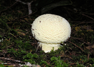 Amanita muscaria mushrooms, Sunshine Coast, BC, Canada