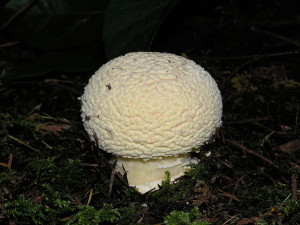 Amanita muscaria mushrooms, Sunshine Coast, BC, Canada