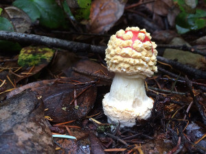 Amanita muscaria mushrooms, Sunshine Coast, BC, Canada