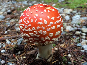 Amanita muscaria mushrooms, Sunshine Coast, BC, Canada