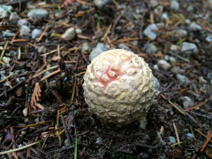 Amanita muscaria mushrooms, Sunshine Coast, BC, Canada