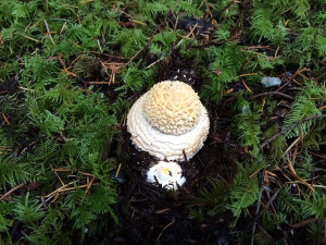 Amanita muscaria mushrooms, Sunshine Coast, BC, Canada