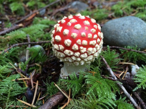 Amanita muscaria mushrooms, Sunshine Coast, BC, Canada