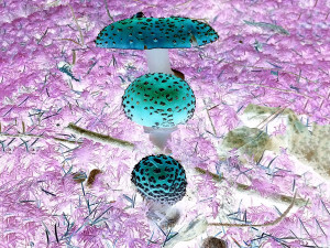 Amanita muscaria mushrooms, Sunshine Coast, BC, Canada