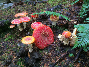 Amanita muscaria mushrooms, Sunshine Coast, BC, Canada