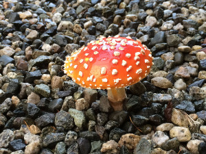 Amanita muscaria mushrooms, Sunshine Coast, BC, Canada