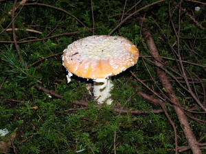 Amanita muscaria mushrooms, Tofino, BC, Canada