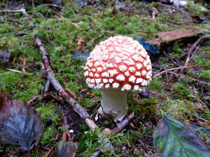 Amanita muscaria mushrooms, Tofino, BC, Canada