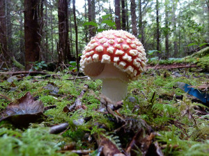 Amanita muscaria mushrooms, Tofino, BC, Canada