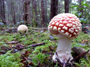 Amanita muscaria mushrooms, Tofino, BC, Canada