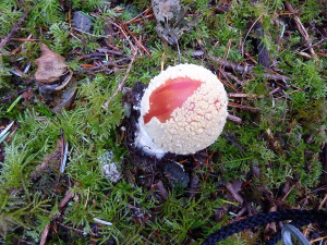 Amanita muscaria mushrooms, Tofino, BC, Canada