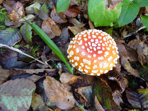 Amanita muscaria mushrooms, Tofino, BC, Canada