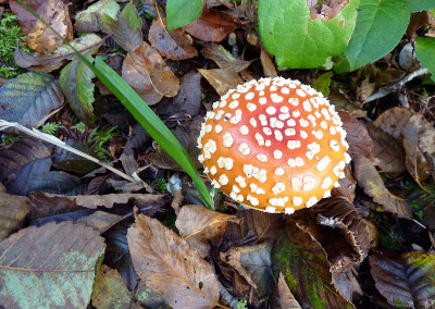 Amanita muscaria mushrooms, Tofino, BC, Canada
