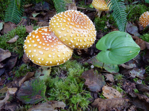 Amanita muscaria mushrooms, Tofino, BC, Canada