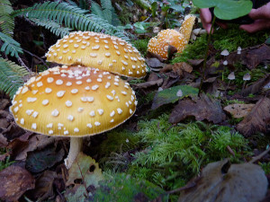 Amanita muscaria mushrooms, Tofino, BC, Canada