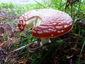 Amanita muscaria mushrooms, Tofino, BC, Canada