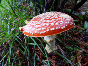 Amanita muscaria mushrooms, Tofino, BC, Canada