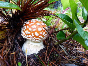 Amanita muscaria mushrooms, Tofino, BC, Canada