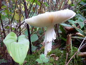 Amanita pantherina mushrooms, Tofino, BC, Canada