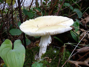 Amanita pantherina mushrooms, Tofino, BC, Canada