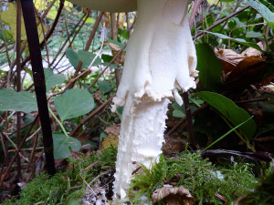 Amanita pantherina mushrooms, Tofino, BC, Canada