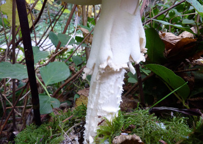 Amanita pantherina mushrooms, Tofino, BC, Canada