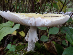 Amanita pantherina mushrooms, Tofino, BC, Canada