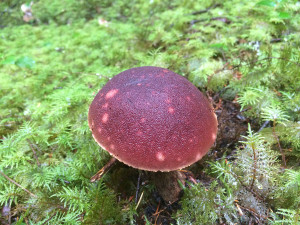 Boletus mirabilis mushrooms, Sunshine Coast, BC, Canada