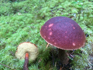 Boletus mirabilis mushrooms, Sunshine Coast, BC, Canada