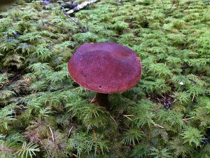 Boletus mirabilis mushrooms, Sunshine Coast, BC, Canada