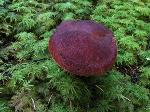 Boletus mirabilis mushrooms, Sunshine Coast, BC, Canada