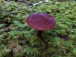 Boletus mirabilis mushrooms, Sunshine Coast, BC, Canada