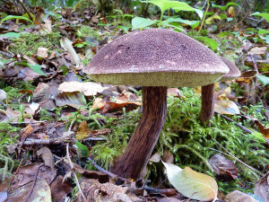 Boletus mirabilis mushrooms, Sunshine Coast, BC, Canada