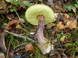 Boletus mirabilis mushrooms, Sunshine Coast, BC, Canada
