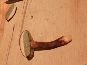 Boletus mirabilis mushroom, Tofino, BC, Canada