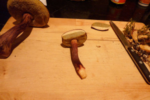 Boletus mirabilis mushroom, Tofino, BC, Canada