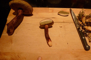 Boletus mirabilis mushroom, Tofino, BC, Canada