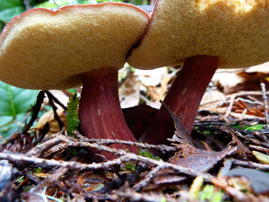Boletus mirabilis mushroom, Tofino, BC, Canada