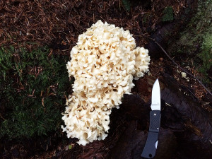 Cauliflower mushrooms, Sunshine Coast, BC, Canada