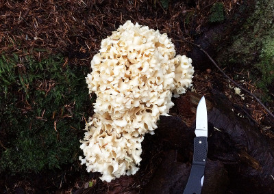 Cauliflower mushrooms, Sunshine Coast, BC, Canada