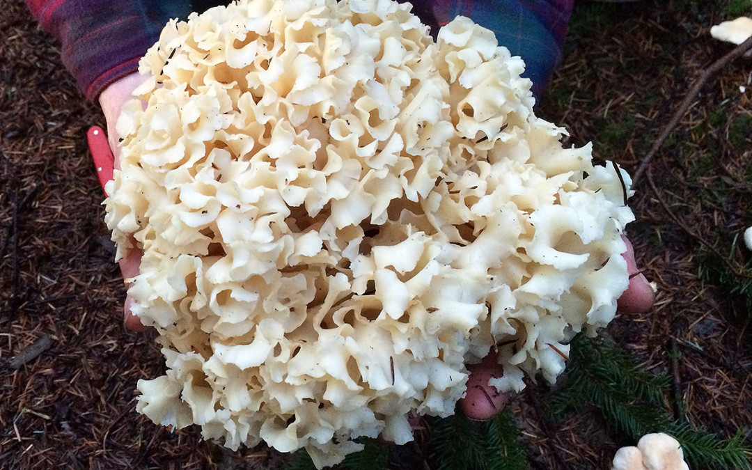 Cauliflower Mushroom 2013