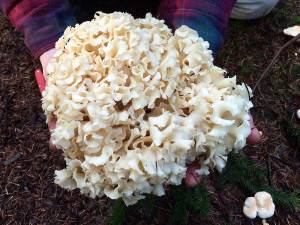 Cauliflower mushrooms, Sprockids, Sunshine Coast, BC, Canada